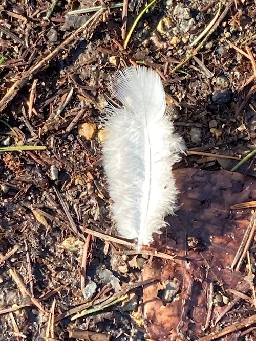 Weiße Feder auf Waldboden