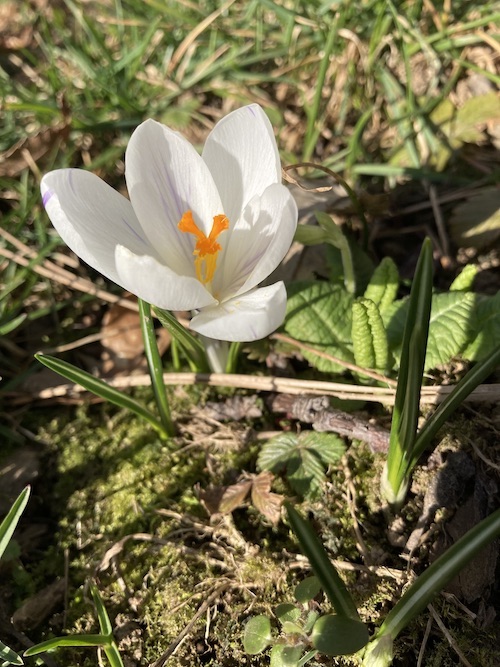 Weißer Krokus