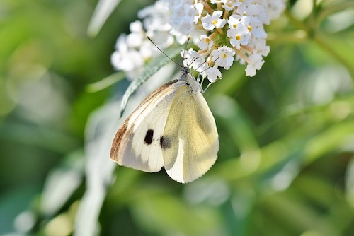 Weißer Schmetterling